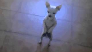 Chihuahua dancing La Mayonesa 10 Hours [upl. by Daphna382]