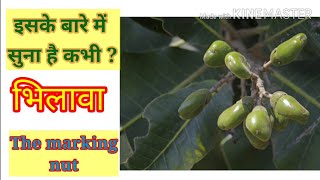 भिलावा  Bhilawa  Semecarpus Anacardium  भल्लातक  Bhela  Bhilamo  Bilawa  Marking nut [upl. by Sonafets116]