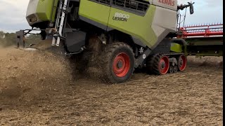 Farm update 299 Capulet Beans baked beans finally see the combine with conditions far from ideal [upl. by Sally640]