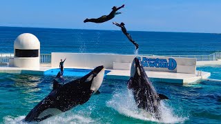 Killer Whale Show 😍 Kamogawa Sea World [upl. by Ynaittirb]