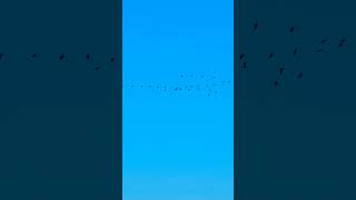 Groups of birds flying over the ocean Bluffers park beach Toronto on short samsungs23ultra birds [upl. by Wylen577]