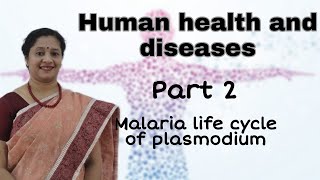 NEET CLASS12 HUMAN HEALTH AND DISEASES PART2 MALARIA LIFE CYCLE OF PLASMODIUM [upl. by Acey]