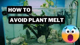 How to avoid aquarium plant melt [upl. by Ruhnke581]