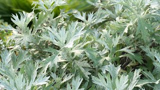 Planting Artemisia Silver Lining by Proven Winners [upl. by Clotilde]