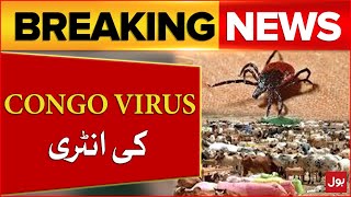 Congo Virus Spreading In Pakistan  Cow Mandi 2024 Diseases  Breaking News [upl. by Delamare310]