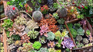 AFUERA DEL MERCADO DE FLORES ACHO PLANTAS ORNAMENTALES DECORATIVAS CACTUS SUCULENTAS DE JARDÍN 4K [upl. by Aenad]