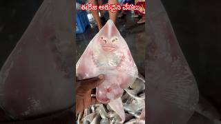 అమేజింగ్ కొన్ని అరుదైన చేపలు ￼fishing shorts ytshorts subscribe 🙏❤️ [upl. by Isawk]