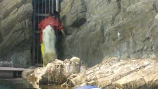 ホッキョクグマ飼育員さんを襲う Polar bear attacks Zoo keeper [upl. by Attah]