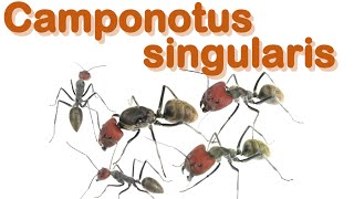 Ant care species guide 15  Camponotus singularis [upl. by Arsuy]