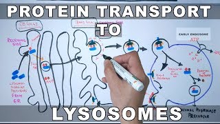 Lysosomal Protein Targeting [upl. by Seem]