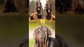 Neapolitan Mastiff  Schipperke Dog  Alaskan Malamute  Bull Terrier [upl. by Idnyl]