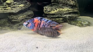 Cichlids breeding [upl. by Mich]