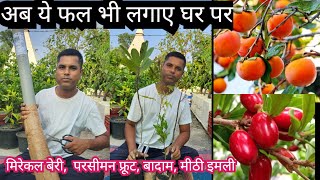 New Veriety Fruit Plants Unboxing  Grafted Fruit Plants Nursery Online [upl. by Tneicniv]