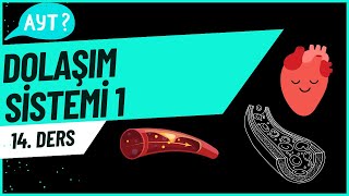 Dolaşım Sistemi 1 aytbiyoloji 14Ders [upl. by Luby923]