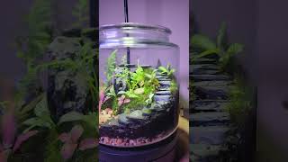 terrarium natureathome fittonia greenscreen🌳💚 terrariumcreation🌱🇳🇵 mdwh♥️😊 love💞 [upl. by Ollopa]