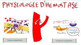 Physiologie dhémostase [upl. by Whitelaw]