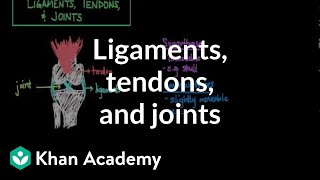 Ligaments tendons and joints  Muscularskeletal system physiology  NCLEXRN  Khan Academy [upl. by Aynotak]