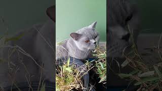 British Shorthair Cat [upl. by Aubyn]