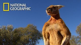 Muscular Kangaroos Martial Arts Match｜National Geographic [upl. by Yttocs]