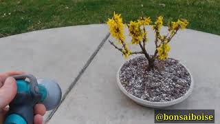 Forsythia bonsai from nursery [upl. by Ibby125]