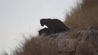 Rare Leopard Leopards Mating Sighting at Ranthambhore [upl. by Remus]