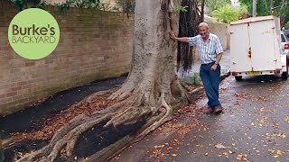 Burkes Backyard Trees to avoid that grow too big damage footpaths roads invade neighbours [upl. by Eiffub]