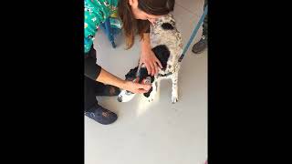 Ozonoterapia in cane con sindrome vestibolare  Fisioterapia Veterinaria Pisa [upl. by Akinad]