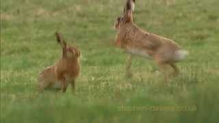 Mad March Hares Boxing  male chases female [upl. by Eugenie]