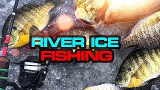 BIG BLUEGILLS  River Ice Fishing  WisconsinPiscifun [upl. by Garbers]