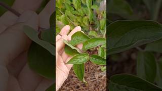 What Does a Cornelian Cherry Tree Look Like tree garden [upl. by Wavell]