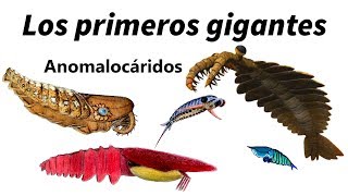 Anomalocáridos los primeros superdepredadores de la Tierra [upl. by Ylera474]