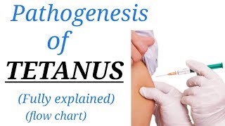 Pathogenesis  TETANUS  fully explained  hindi  english [upl. by Oigres]