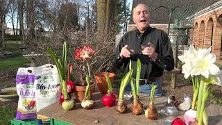 How and When to Plant Tulip Bulbs  Ace Hardware [upl. by Fosque]