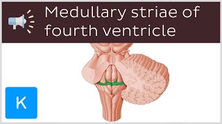 Medullary striae of fourth ventricle  Anatomical Terms Pronunciation by Kenhub [upl. by Alic]