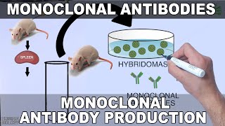 Monoclonal Antibodies and its Production [upl. by Nerro52]