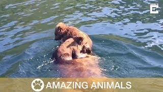 Adorable Bear Cubs Ride On Mothers Back [upl. by Felder]