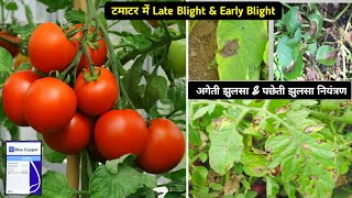 Tomato early Blight amp Late Blight Fungus  Syngenta Blue Copper Fungicides  टमाटर की खेती [upl. by Funk]