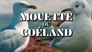 MOUETTE OU GOÉLAND  La Chronique du Vivant [upl. by Bray]