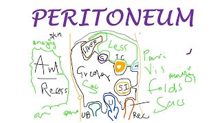 Chp18  PERITONEUM Basic Concepts  BDC Vol2  Abdomen Anatomy  Dr Asif Lectures [upl. by Ainala954]