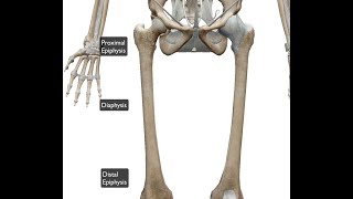 femur distal proximal [upl. by Cheshire37]