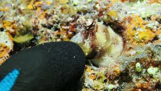 PB072898 Triplespotted blenny w gloved finger [upl. by Allin395]