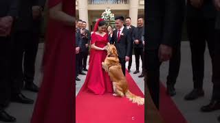 The owner is reluctant to part with his golden retriever when he gets married Capture the cut [upl. by Morvin]