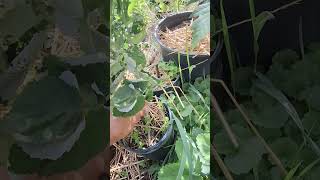 Planting out Raspberry Cuttings in Old Pots garden foodforest permaculture [upl. by Jeffery]