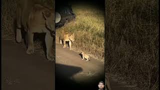 lion lioncubs animals lionworld wildlife lionslife tiger lionslover wildanimals wildlions [upl. by Adien259]