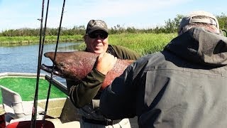 ARE YOU KIDDING Trophy King Salmon Caught in Alaska full video [upl. by Anoiuq]