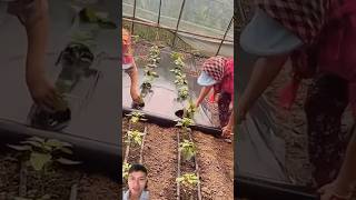 Smart vegetable garden care farming sonlv [upl. by Hyacinthia]