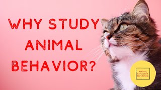 Why Study Animal Behavior [upl. by Hsekar]