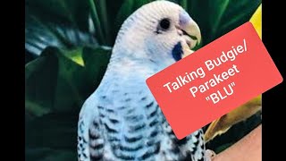 Best Talking budgie  Talking Parakeet  Tamed Talking Budgie quotBLUquot [upl. by Adnarem]