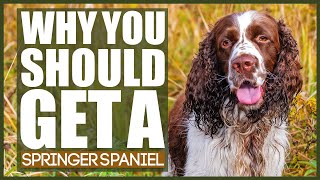 WHY YOU SHOULD GET A SPRINGER SPANIEL [upl. by Calhoun]