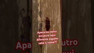 viralvideo sitio produtividadenocampo apareceu outro besouro aqui alguém sabe o nome [upl. by Sirtimid]